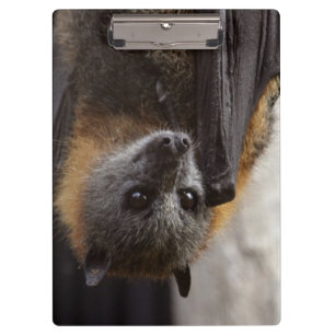 Australian Bat Clipboard