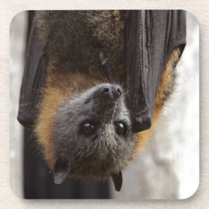Australian Bat Coaster