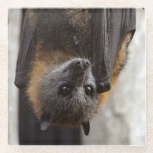 Australian Bat Glass Coaster