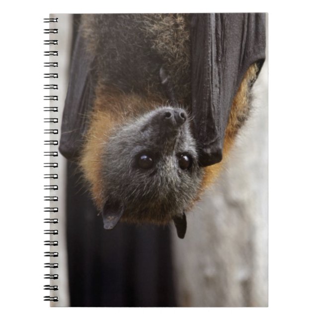 Australian Bat Notebook (Front)