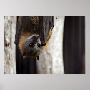 Australian Bat Poster