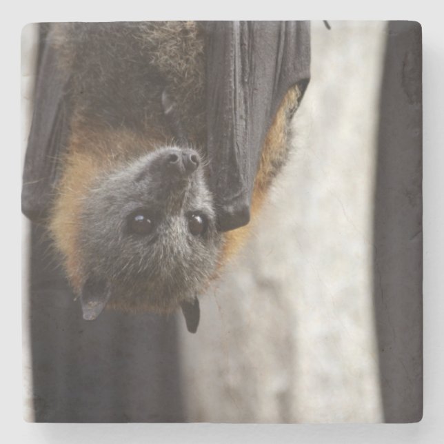 Australian Bat Stone Coaster (Front)