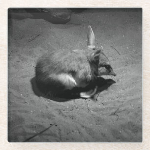 Australian Bilby In Black And White, Glass Coaster
