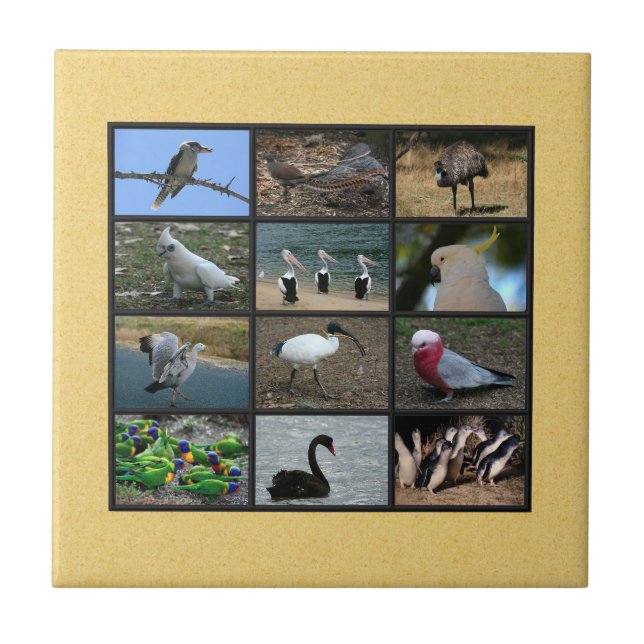 Australian Bird Photo Collage Tile (Front)