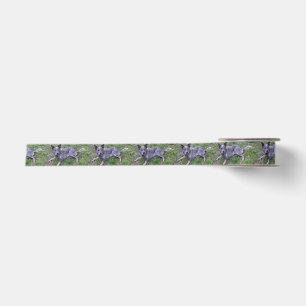 Australian_blue_cattle_dog_laying.png Satin Ribbon