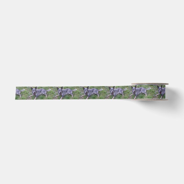 Australian_blue_cattle_dog_laying.png Satin Ribbon (Front)