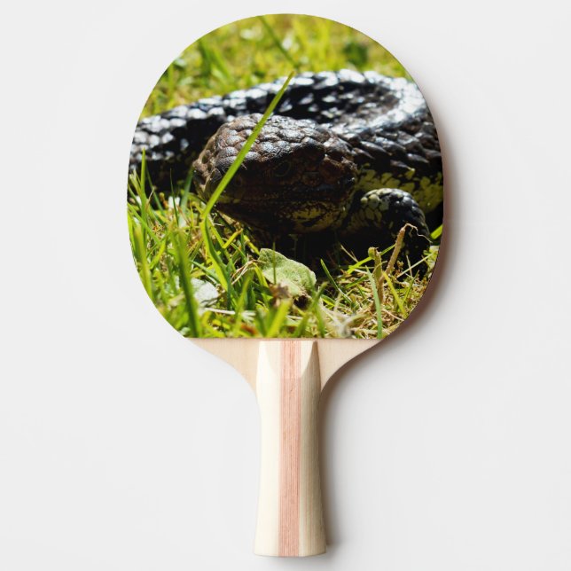 Australian Blue Tongue Shingleback Lizard, Ping Pong Paddle (Front)