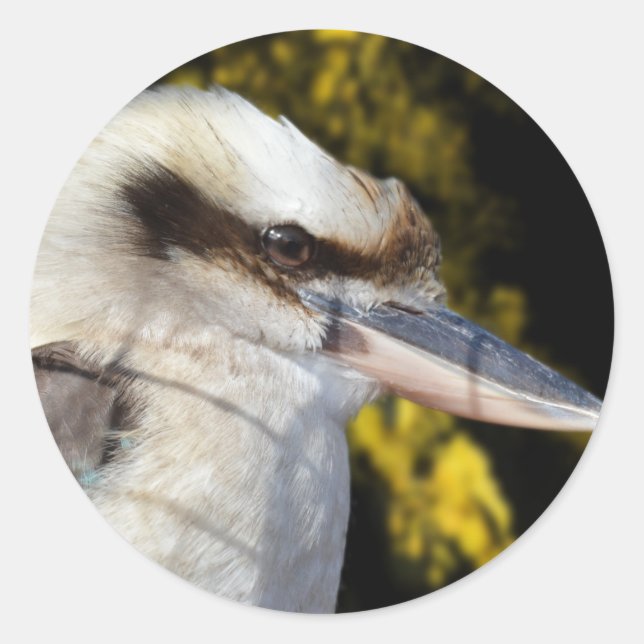 Australian Blue Winged Kookaburra, Classic Round Sticker (Front)