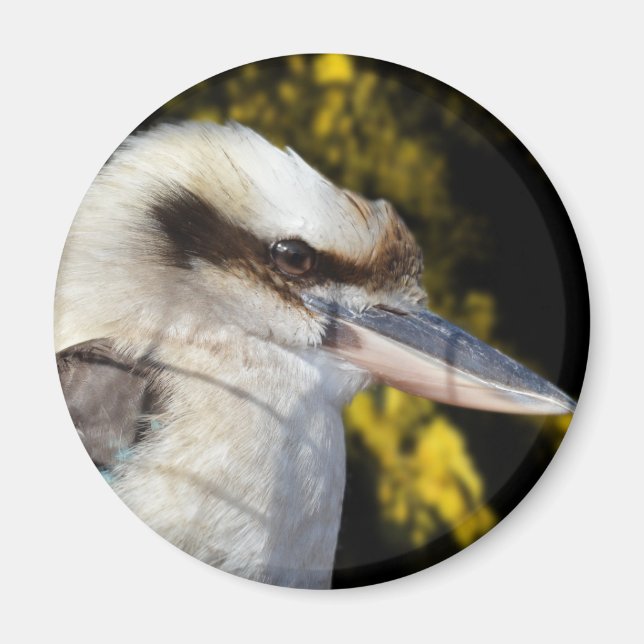 Australian Blue Winged Kookaburra, Magnet (Front)