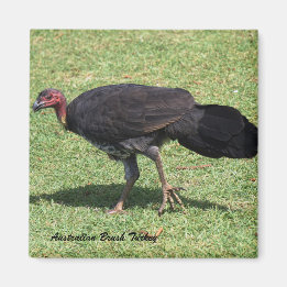 Australian Brush (Bush) Turkey Magnet