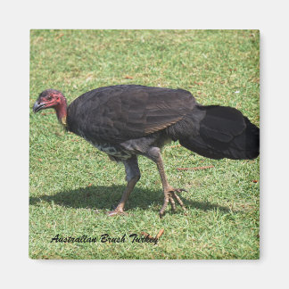 Australian Brush (Bush) Turkey Magnet