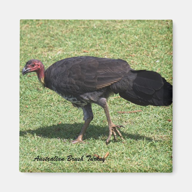 Australian Brush (Bush) Turkey Magnet (Front)