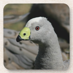Australian Cape Barren Goose Coaster