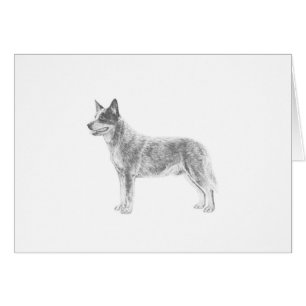 Australian Cattle Dog