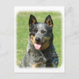 Australian Cattle Dog 9F059D-14 Postcard