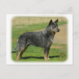 Australian Cattle Dog 9F060D-06 Postcard