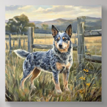 Australian Cattle Dog