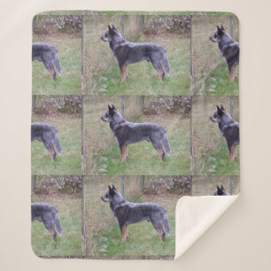 Australian_Cattle_Dog_blue full Sherpa Blanket