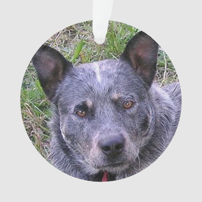 Australian_cattle_dog blue.png ornament (Front)