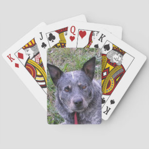 Australian_cattle_dog blue.png playing cards