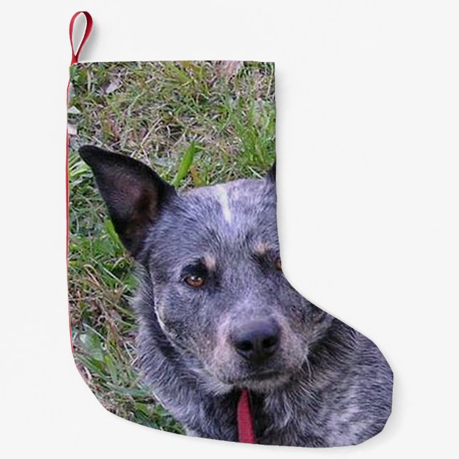 Australian_cattle_dog blue.png small christmas stocking (Front)