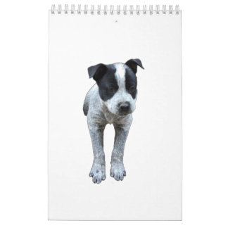 Australian Cattle Dog Calendar