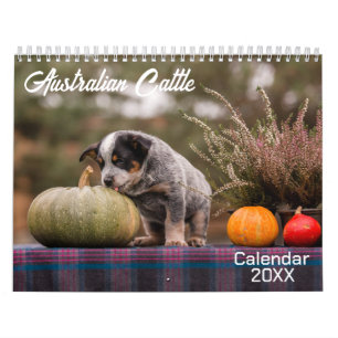 Australian Cattle Dog Calendar 2026