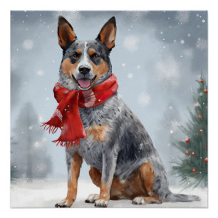 Australian Cattle Dog in Snow Christmas  Poster