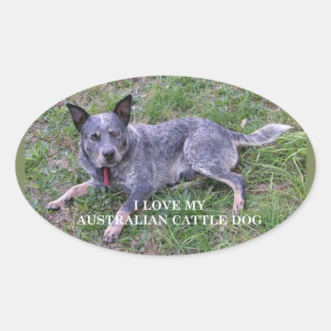 Australian cattle dog love w pic oval sticker (Front)