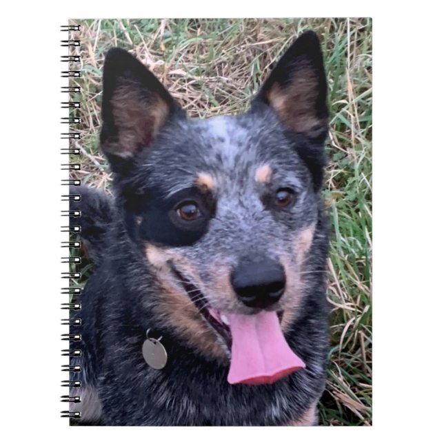 Australian Cattle Dog notebook (Front)