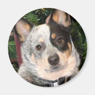 Australian Cattle Dog Photo Magnet