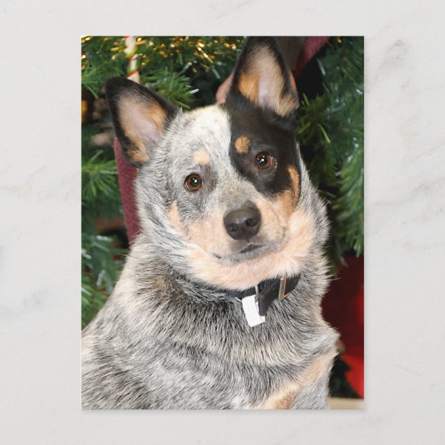 Australian Cattle Dog Photo Postcard (Front)
