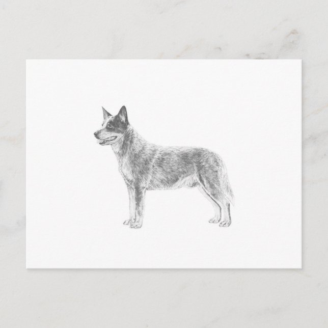 Australian Cattle Dog Postcard (Front)