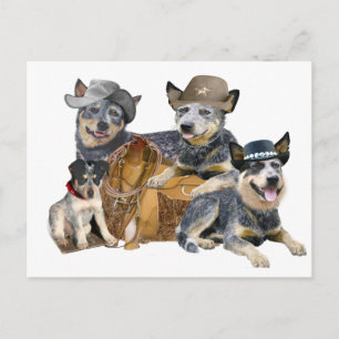 Australian Cattle Dog Postcard