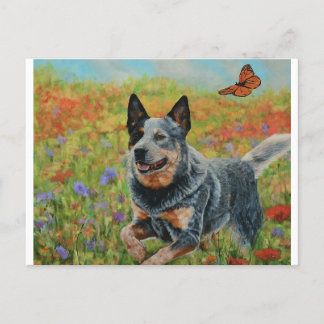 australian cattle dog postcards, Charming Australi Postcard