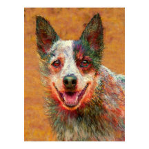australian cattle dog