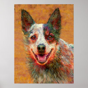 australian cattle dog poster