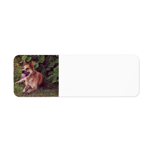 australian cattle dog red laying (Front)