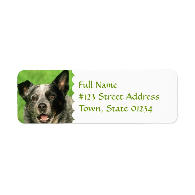 Australian Cattle Dog Return Address Label (Front)