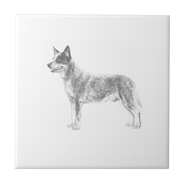 Australian Cattle Dog Tile (Front)