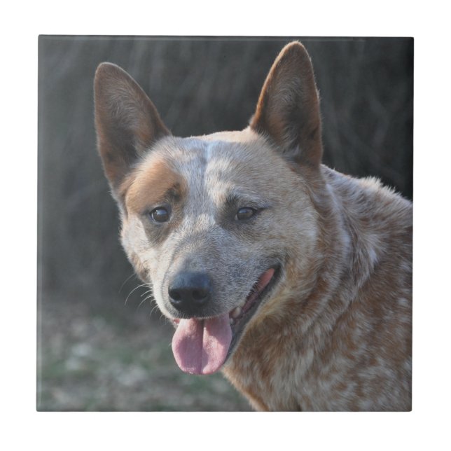 Australian Cattle Dog Tile (Front)