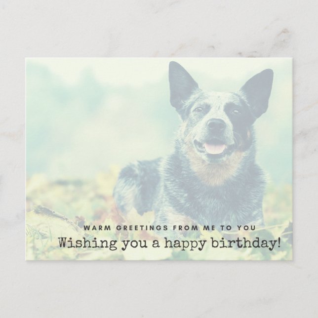 Australian Cattle Dog - Warm greetings from me Postcard (Front)