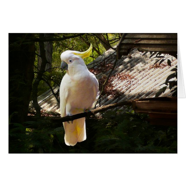 Australian cockatoo (Front Horizontal)