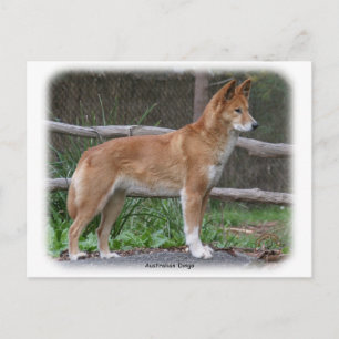 Australian Dingo 9Y209D-268 Postcard