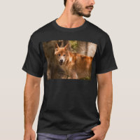 Australian Dingo