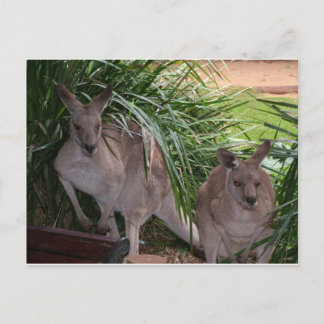 Australian Eastern Grey Kangaroo Postcard