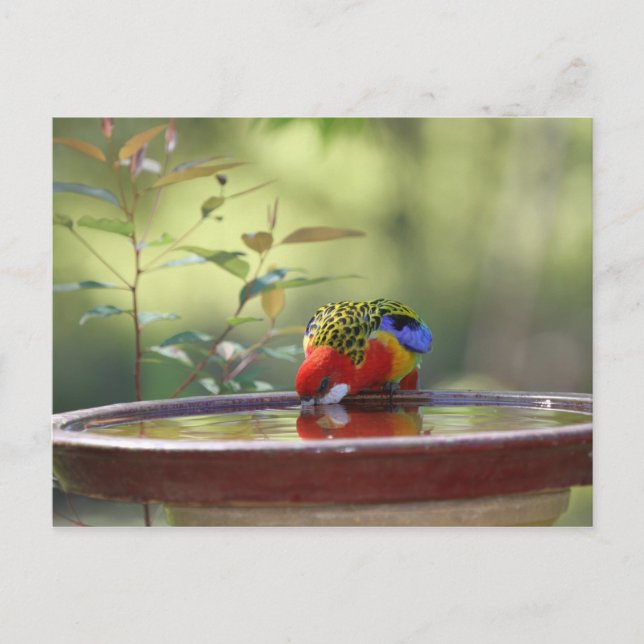 Australian Eastern Rosella Drinking Postcard (Front)