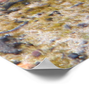 Australian Echidna Cute Animal Photo Poster