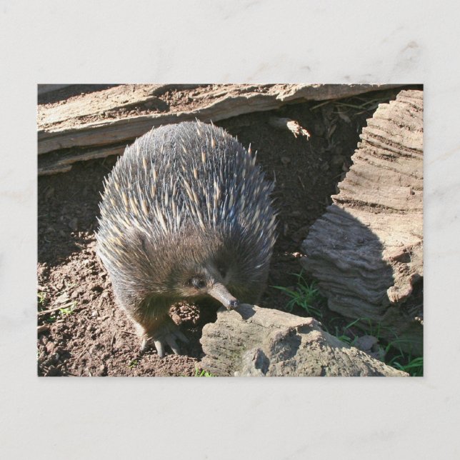Australian Echidna Postcard (Front)