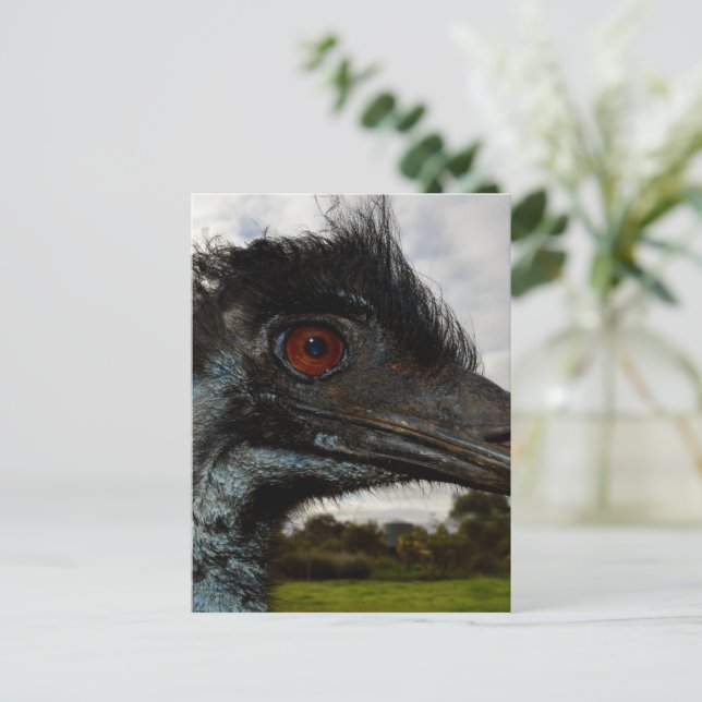 Australian Emu Close Up, Postcard (Standing Front)